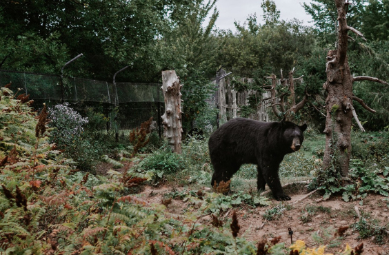 Magnetic Hill Zoo - Black Bear