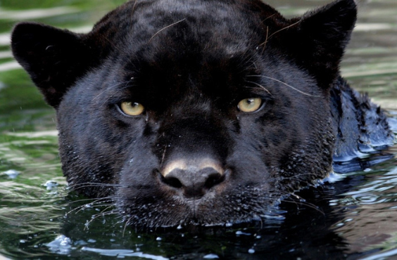 Magnetic Hill Zoo - Black Panther
