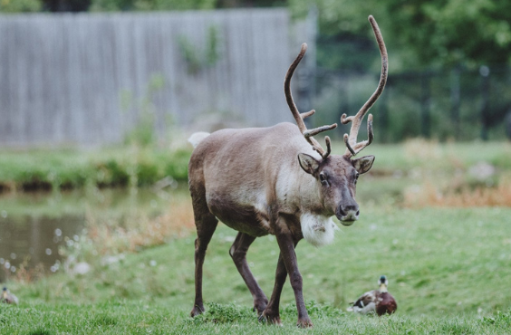 Magnetic Hill Zoo - Elk