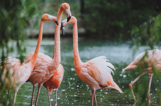Magnetic Hill Zoo - Flamingos