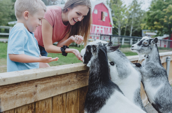 Magnetic Hill Zoo - Feeding Goats