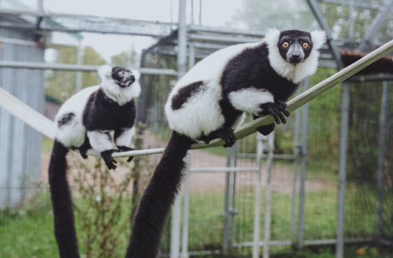​​​Magnetic Hill Zoo - Black and White Monkeys