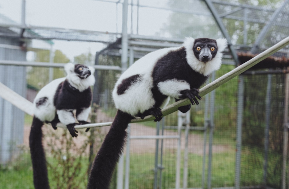 Zoo de Magnetic Hill
