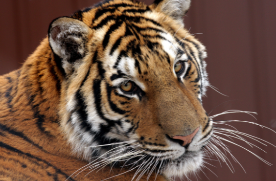 Magnetic Hill Zoo - Tiger