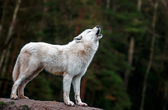 Magnetic Hill Zoo - Wolf