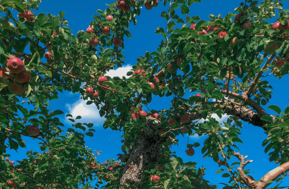 Apple Picking in Moncton