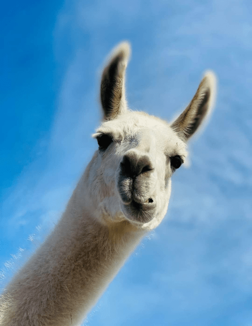 Llama-Zing Adventures